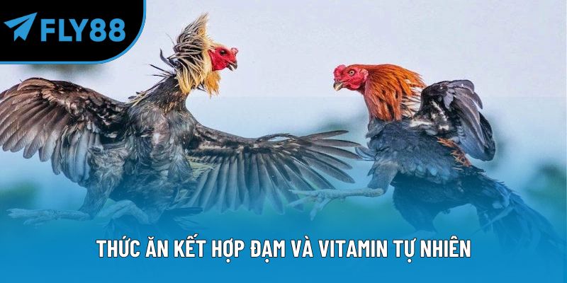 Thức ăn kết hợp đạm và vitamin tự nhiên